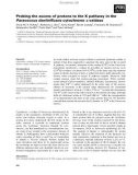 Báo cáo khoa học: Probing the access of protons to the K pathway in the Paracoccus denitriﬁcans cytochrome c oxidase