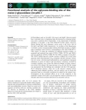 Báo cáo khoa học: Functional analysis of the aglycone-binding site of the maize b-glucosidase Zm-p60.1