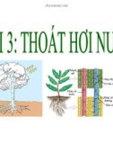 Bài giảng môn Sinh học lớp 11 bài 3: Thoát hơi nước