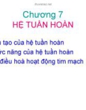 HỆ TUẦN HOÀN