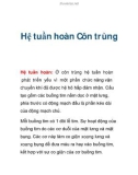 Hệ tuần hoàn Côn trùng