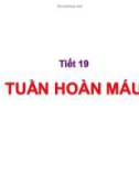 Bài giảng Tuần hoàn máu