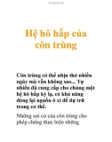 Côn trùng: Hệ hô hấp được tối ưu hóa