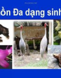 Đa dạng sinh học