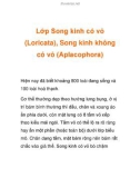 Lớp Song kinh có vỏ (Loricata), Song kinh không có vỏ (Aplacophora)