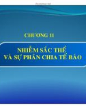 Chương 11: Nhiễm sắc thể và sự phân chia tế bào