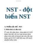 NST - đột biến NST