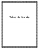 Trồng cây đậu bắp