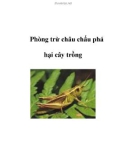 Phòng trừ châu chấu phá hại cây trồng