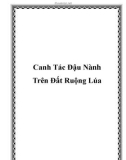 Cách canh Tác Đậu Nành Trên Đất Ruộng Lúa