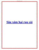 Sâu xám hại rau cải