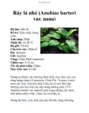 Ráy lá nhỏ (Anubias barteri var. nana)