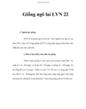 Giống ngô lai LVN 22