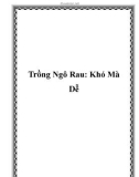 Trồng Ngô Rau: Khó Mà Dễ