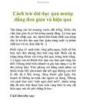 Cách trừ dòi đục quả mướp đắng đơn giản và hiệu quả