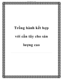 Trồng hành kết hợp với cần tây cho sản lượng cao