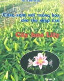 Công nghiệp mới trồng hoa-Cây hoa Lily