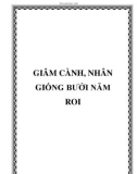 GIÂM CÀNH, NHÂN GIỐNG BƯỞI NĂM ROI