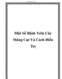 Một Số Bệnh Trên Cây Măng Cụt Và Cách Điều Trị