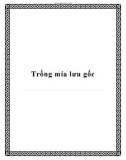 Trồng mía lưu gốc