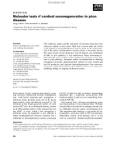 Báo cáo khoa học: Molecular basis of cerebral neurodegeneration in prion diseases