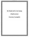 Các kỹ thuật nuôi cá tai tượng (Osphronemus Gouramy Lacepede)