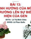 Bài giảng Sinh học 12 - Bài 13: Ảnh hưởng của môi trường lên sự biểu hiện của gen (Lê Thị Minh Châu)