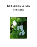 Kỹ thuật trồng và chăm sóc hoa nhài