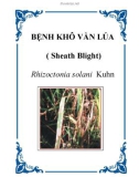 BỆNH KHÔ VẰN LÚA ( Sheath Blight)