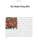 Kỹ thuật trồng điều