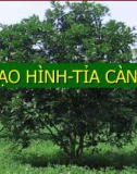 Tạo hình tỉa cành