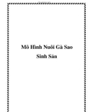 Mô Hình Nuôi Gà Sao Sinh Sản