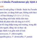 Bệnh do vi khuẩn Pseudomonas gây bệnh ở động vật thủy sản