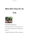 Bệnh phấn trắng trên cây Xoài