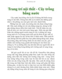 Trang trí nội thất - Cây trồng bằng nước