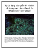 Sự đa dạng của quần thể vi sinh vật trong ruột của cá bơn ô liu (Paralichthys olivaceus)