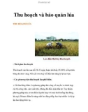 Thu hoạch và bảo quản lúa