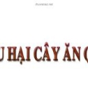 Các loài sâu hại cây ăn quả