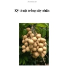 Kỹ thuật trồng cây nhãn