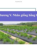 Giống Cây Rừng - Chương 5