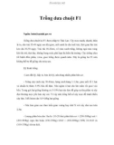 Trồng dưa chuột F1