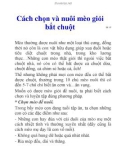 Cách chọn và nuôi mèo giỏi bắt chuột