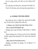 hướng dẫn trồng cây trong trang trại - cây chè: phần 2