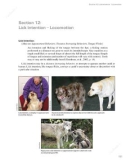 Ebook Canine behavior - A photo illustrated handbook: Part 2