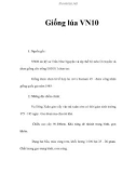 Giống lúa VN10