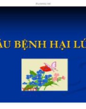 SÂU BỆNH HẠI LÚA