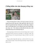 Chống thấm cho sân thượng trồng rau