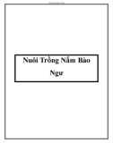 Nuôi Trồng Nấm Bào Ngư