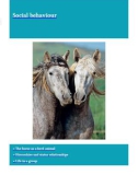 Ebook Horse behaviour - Interpreting body language and communication: Part 2