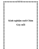 Kinh nghiệm nuôi Chim Gáy mồi